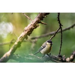  Great Tit