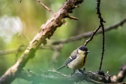  Great Tit