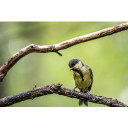  Great Tit