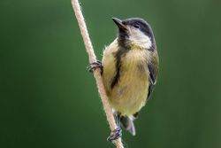  Great Tit