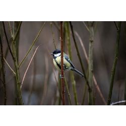  Great Tit