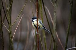  Great Tit