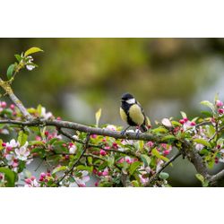  Great Tit