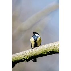  Great Tit
