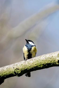  Great Tit