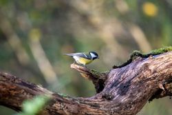  Great Tit