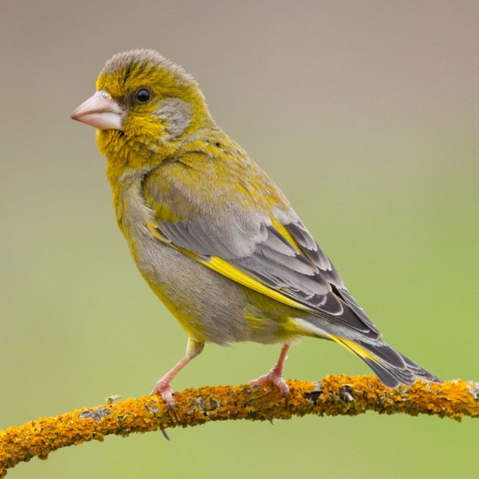 Groenling-Animalpedia-Gender-Male_700x700