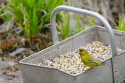 Greenfinch