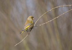 Greenfinch