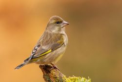 Greenfinch