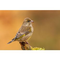 Greenfinch