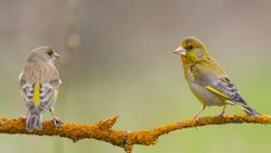 Greenfinch