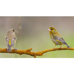 Greenfinch