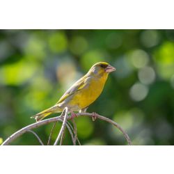 Greenfinch