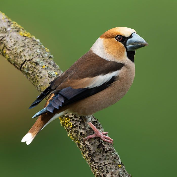 Appelvink