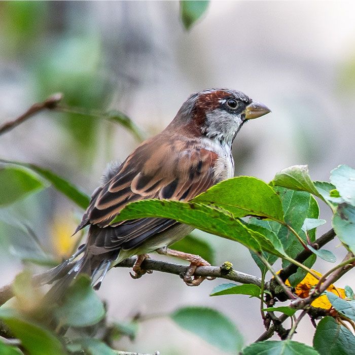 Huismus-Animalpedia-Gender-Male_700x700