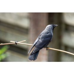 Jackdaw