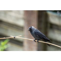 Jackdaw