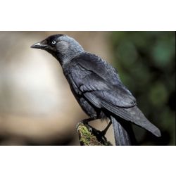 Jackdaw