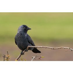 Jackdaw