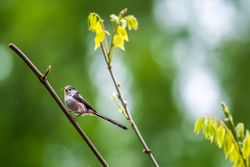Long-Tailed Tit