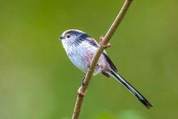 Long-Tailed Tit