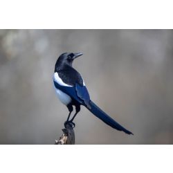 Magpie