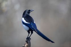 Magpie