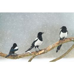 Magpie