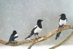 Magpie