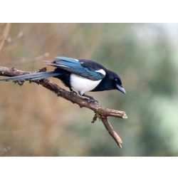 Magpie