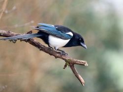 Magpie