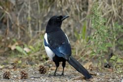 Magpie