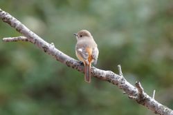 Gekraagde Roodstaart