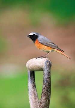 Gekraagde Roodstaart