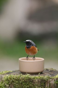 Gekraagde Roodstaart