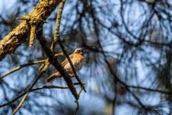 Gekraagde Roodstaart