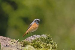 Gekraagde Roodstaart