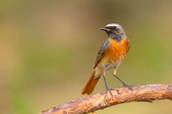 Gekraagde Roodstaart