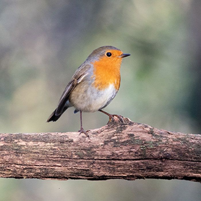 Robin-Animalpedia-Gender_700x700