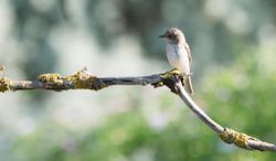 Grauwe Vliegenvanger