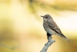 Grauwe Vliegenvanger