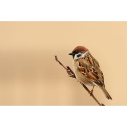 Tree sparrow