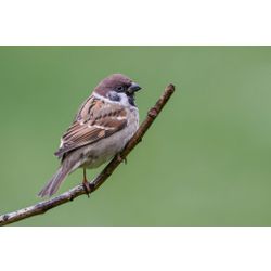 Tree sparrow