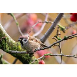 Tree sparrow