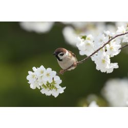 Tree sparrow