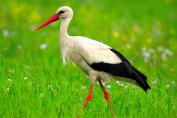 Weißstorch