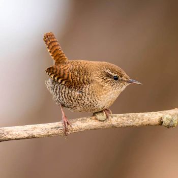 Drie bruine priegelvogeltjes