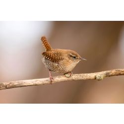 Wren
