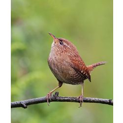 Wren